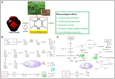 Tetramethylpyrazine in Chinese baijiu: Presence, analysis, formation, and regulation